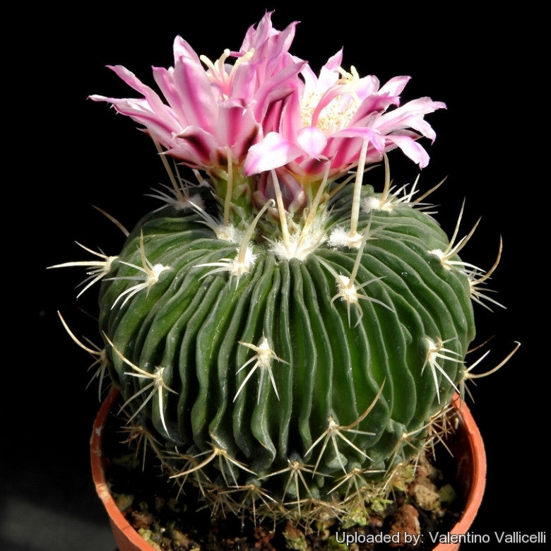 Echinofossulocactus multicostatus brain plant