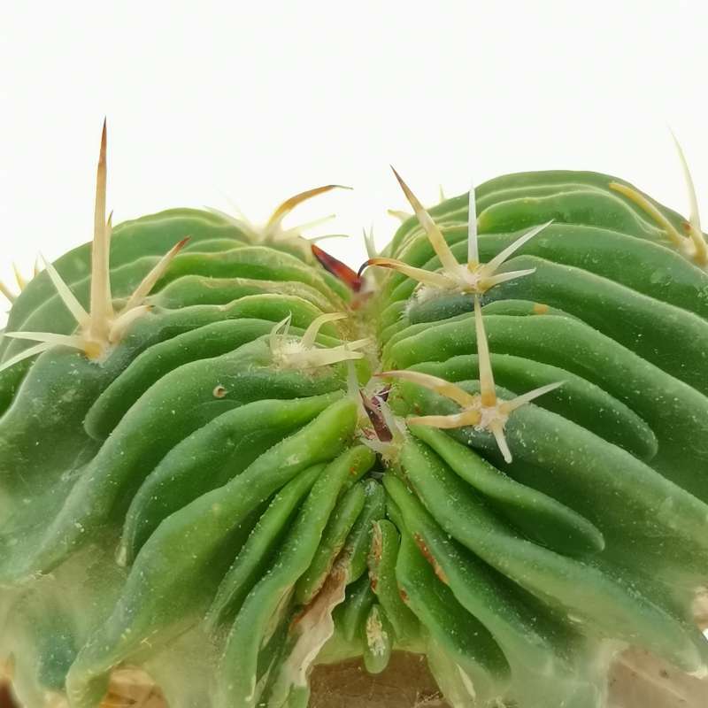 Echinofossulocactus multicostatus f crestata cm cactaceae