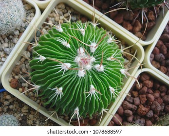 Stenocactus multicostatus images stock photos d objects vectors