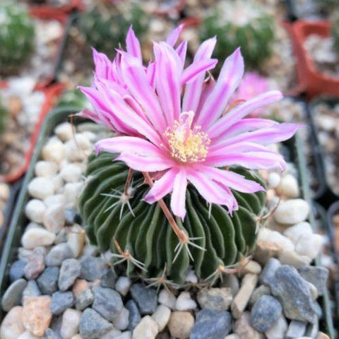 Buy brain cactus
