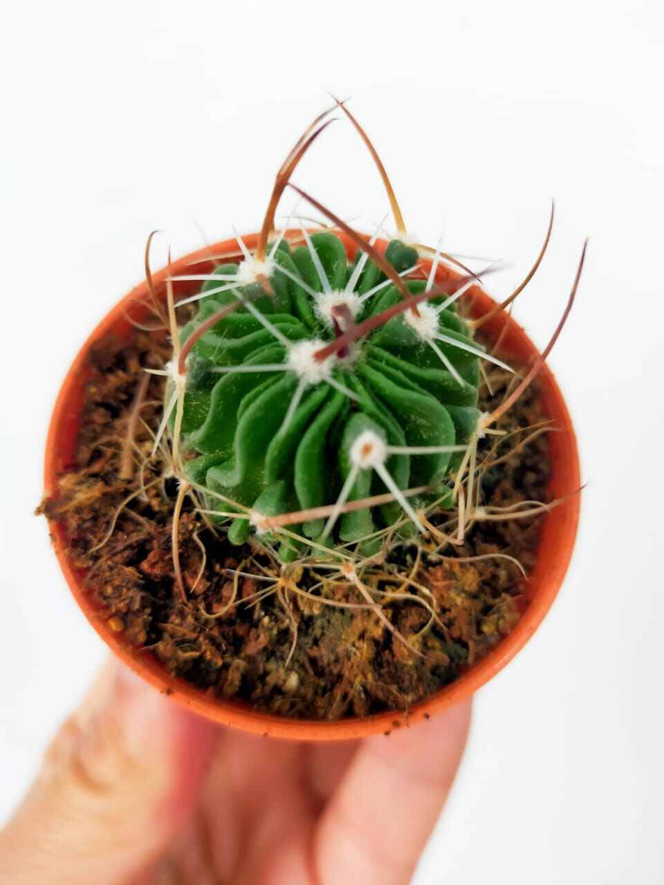 Ganohealth cactus stenocactus multicostatus åæäæ with mm pot direct from cameron highlands