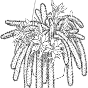 Cactus coloring pages printable for free download