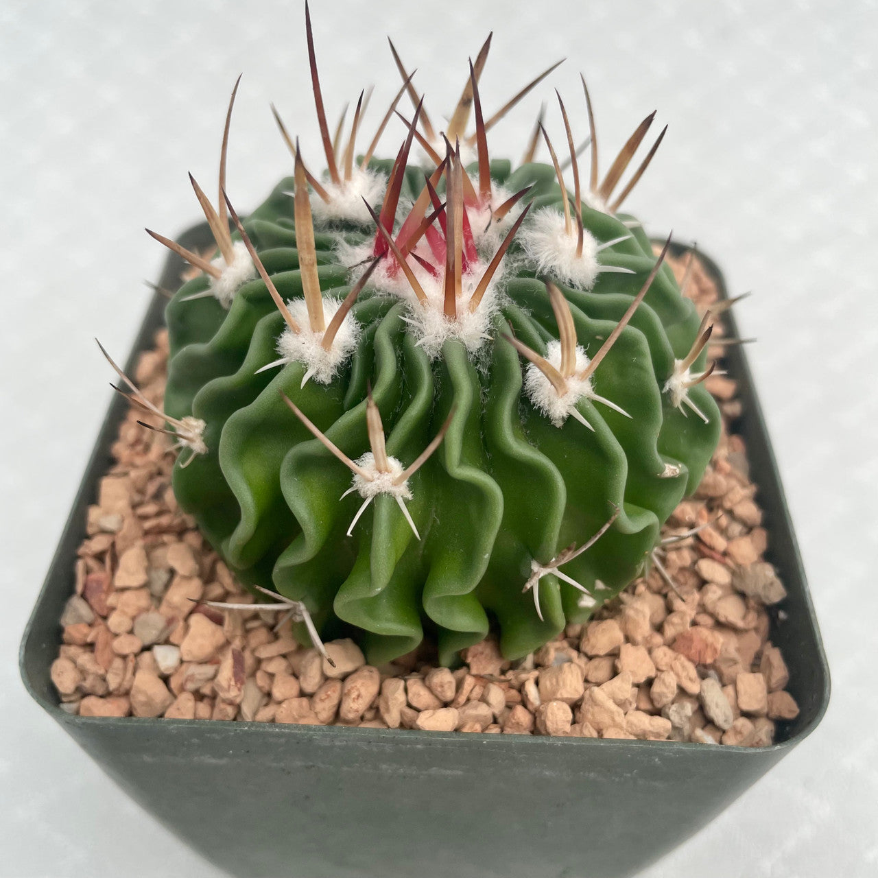 Echinofossulocactus multicostatus brain plant