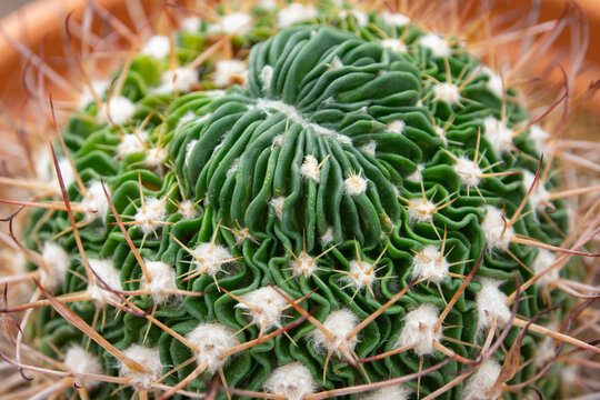 Stenocactus images â browse photos vectors and video