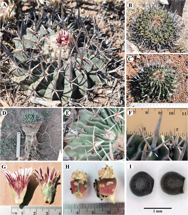 A new hybrid species of stenocactus cactaceae from the bajão region mexico brittonia