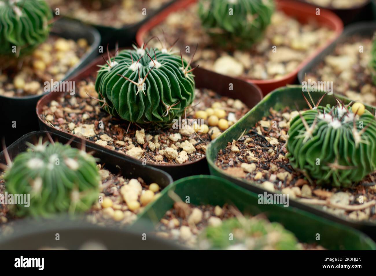 Cactus propagation hi