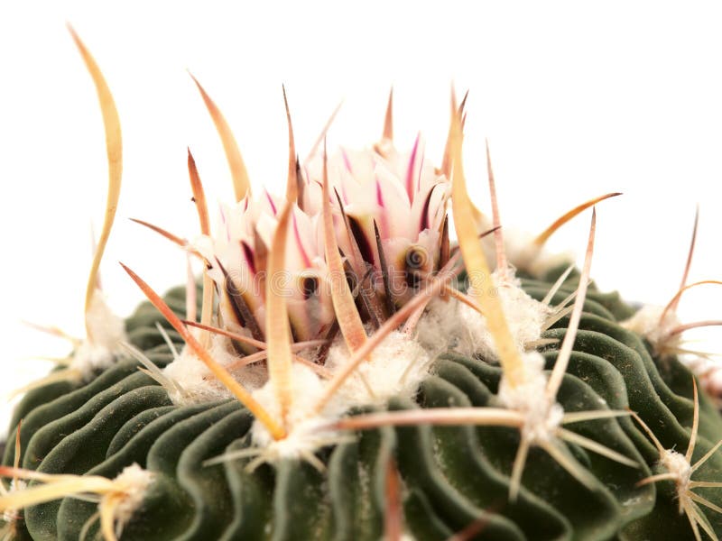 Stenocactus stock photos