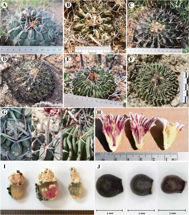 A new hybrid species of stenocactus cactaceae from the bajão region mexico brittonia