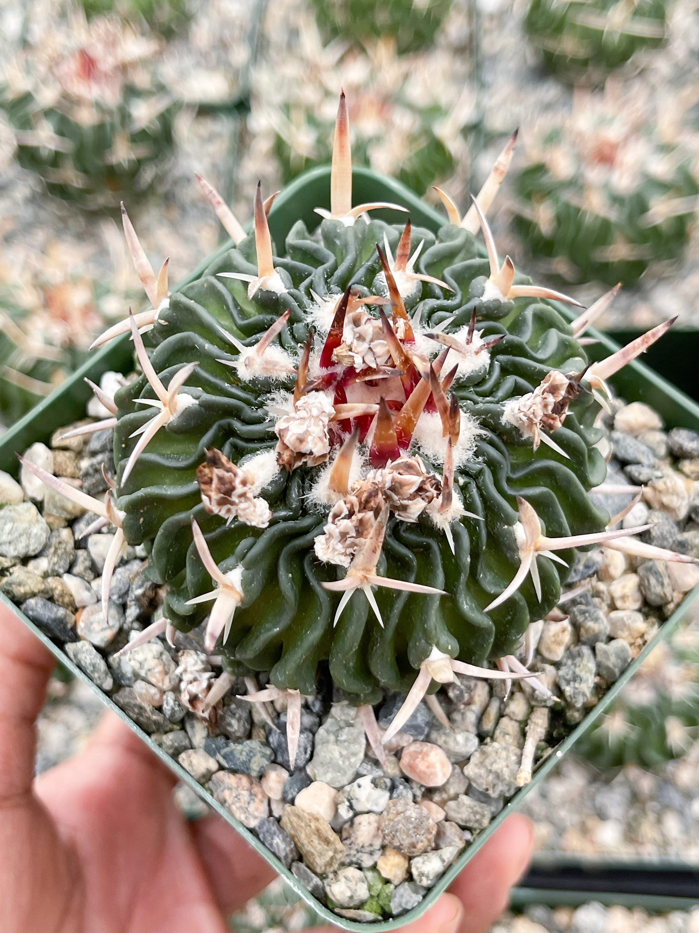 Stenocactus multicostatus cactus brain cactus rare cactus