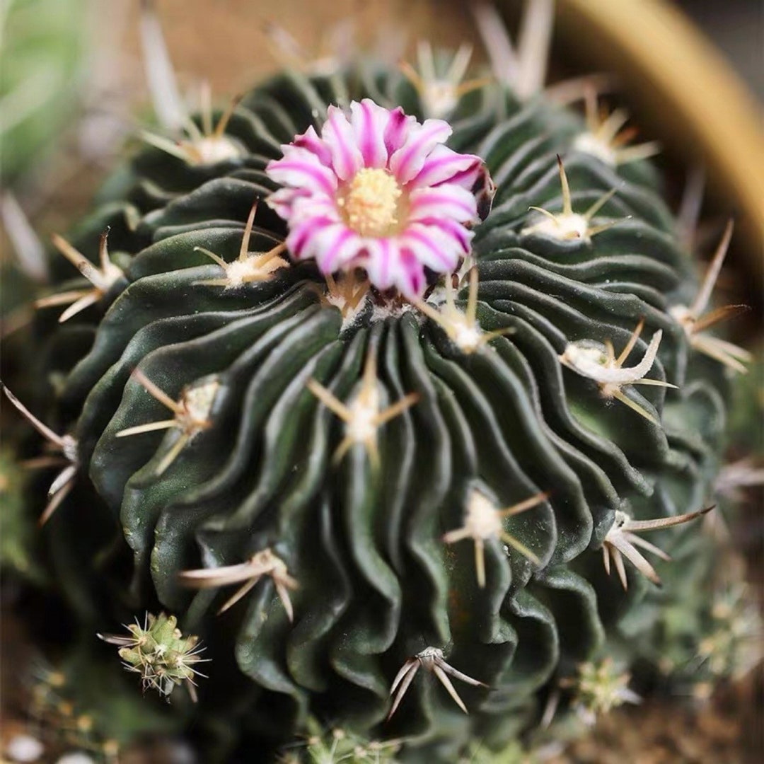Live plant