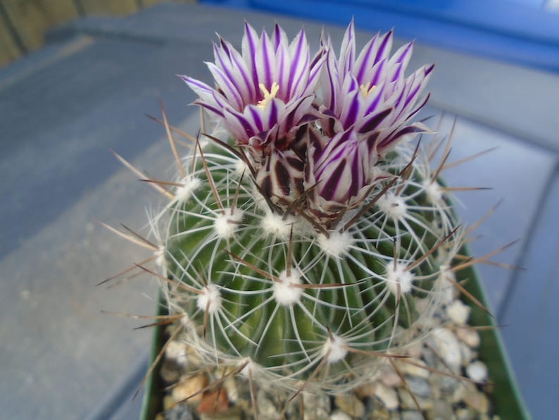 Stenocactus crispatus brain cactus
