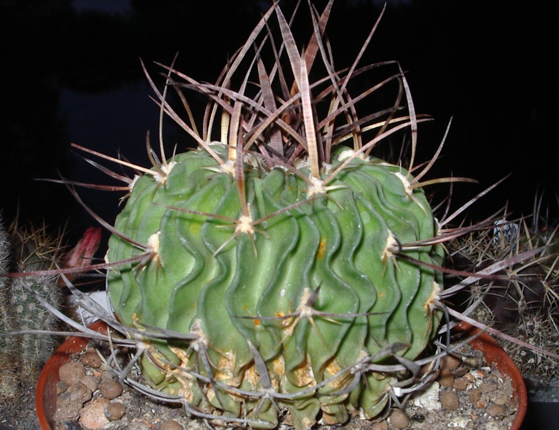 Brain cactus stenocactus multicostatus flower leaf care uses