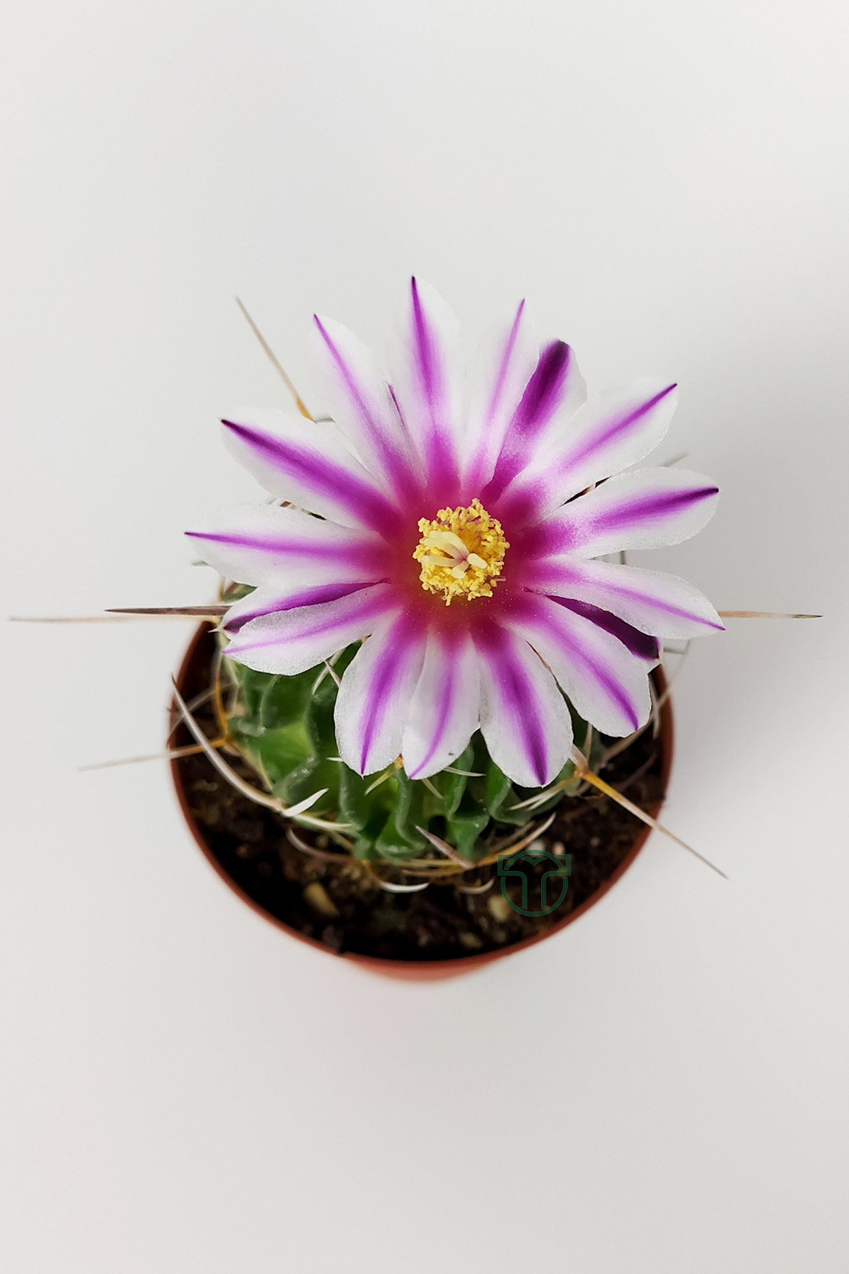 Echinofossulocactus multicostatus cactus pink flowered special type rare cactus cm in pot â wholesale cactus