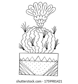 Stenocactus over royalty