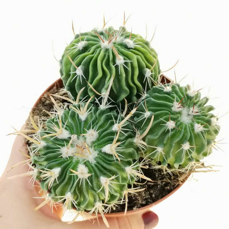 Echinofossulocactus multicostatus cm cactaceae