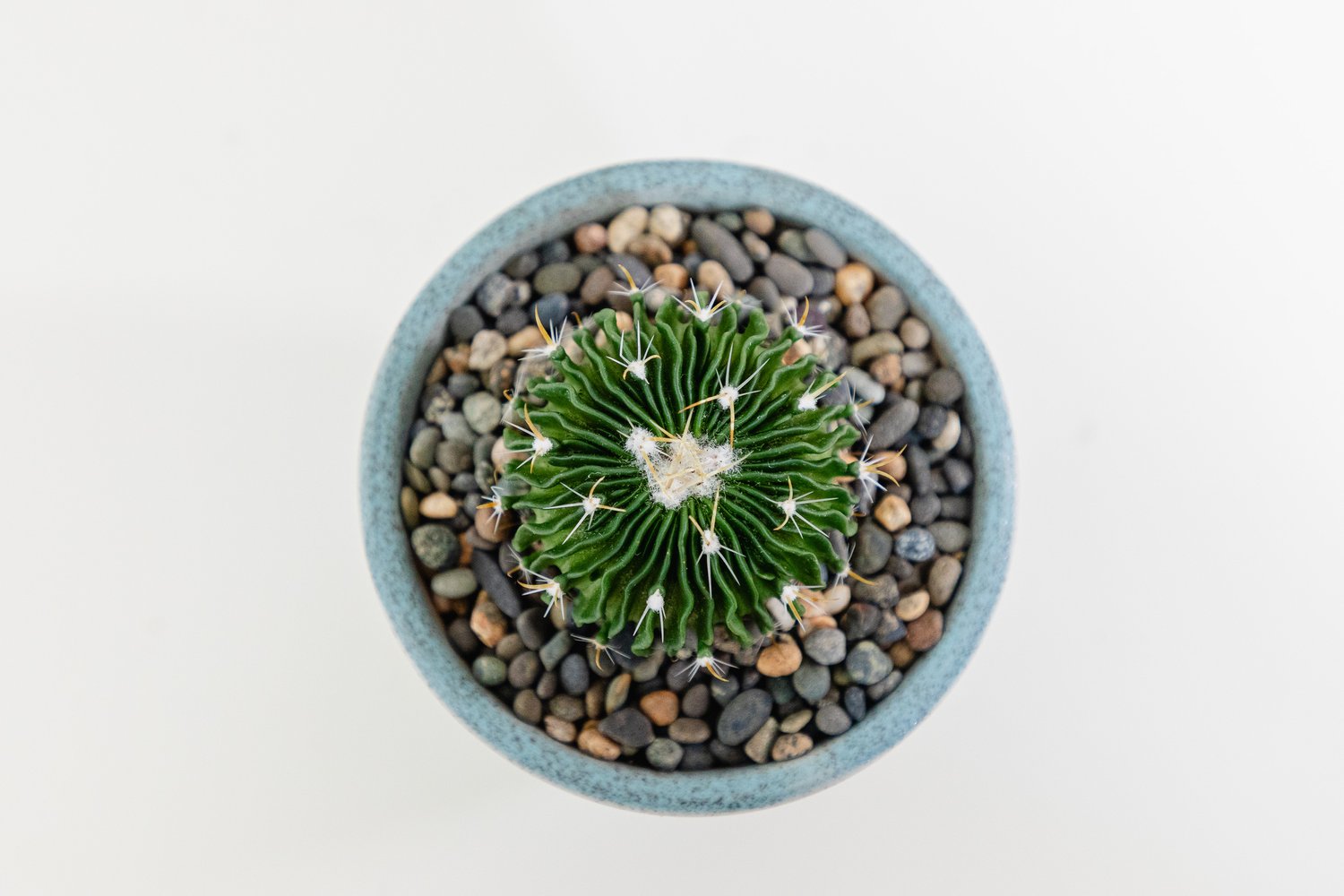 Buy plants cacti more online â jungle house