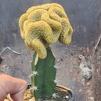 Chuxay garden green brain cactus seedstenocactus multicostatus seeds rare succulents plant bloom spring and summer great houseplant easy care patio lawn garden
