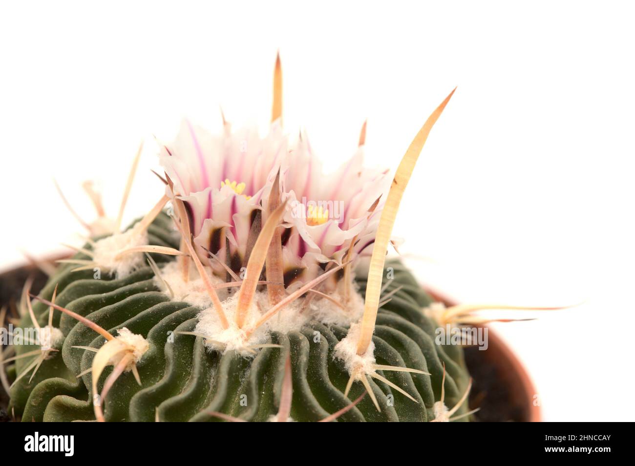 Brain cactus hi