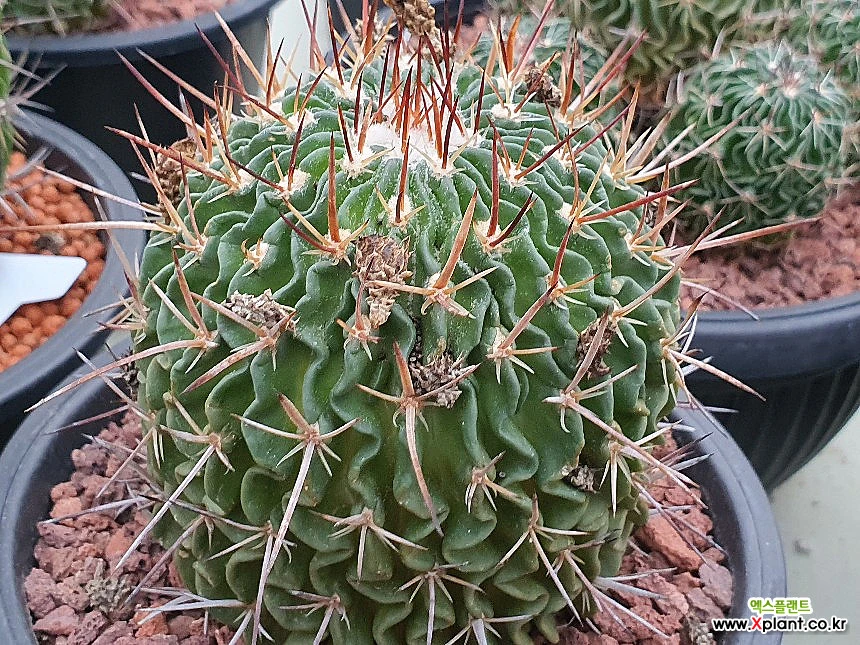 Stenocactus multistatus succulents