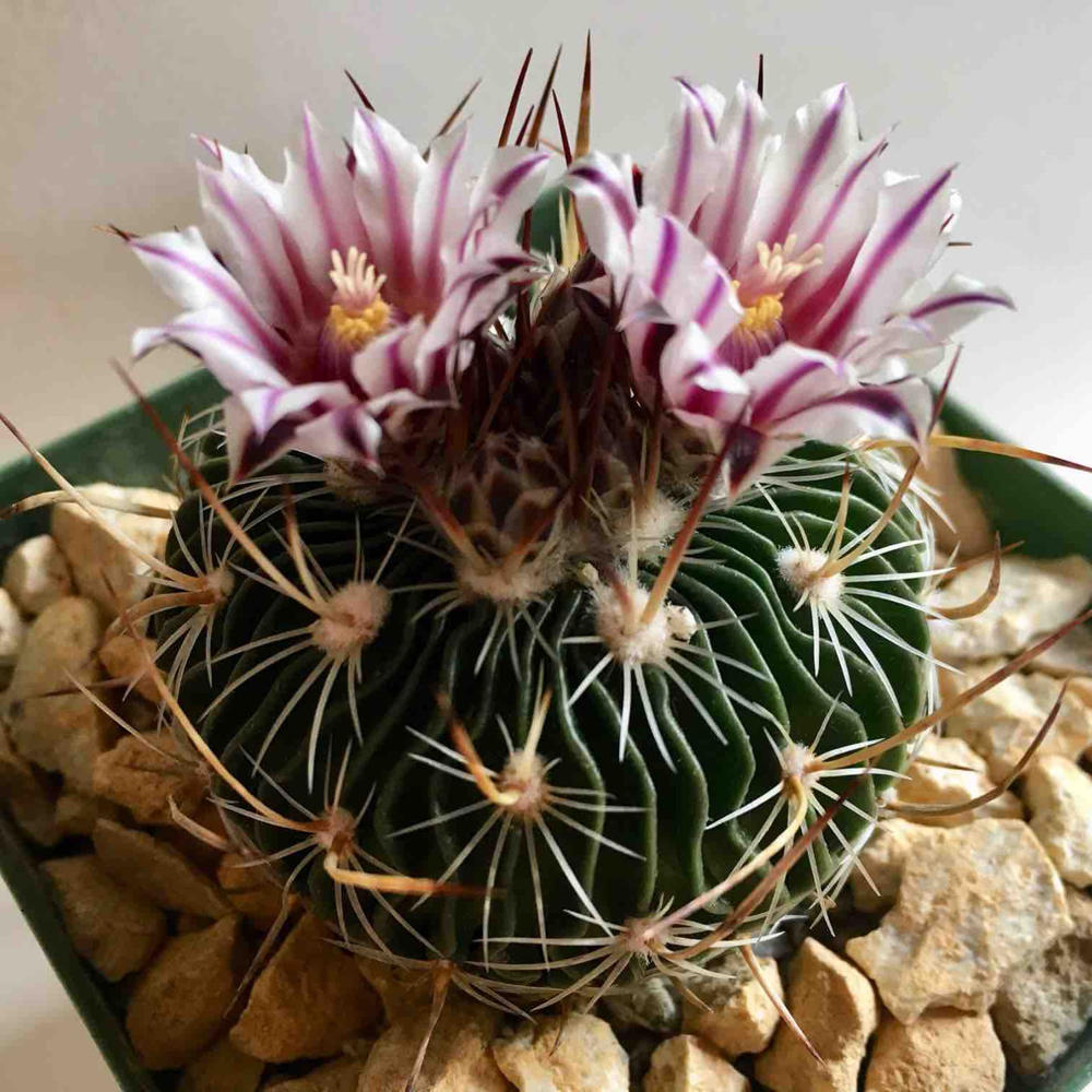 Buy brain cactus