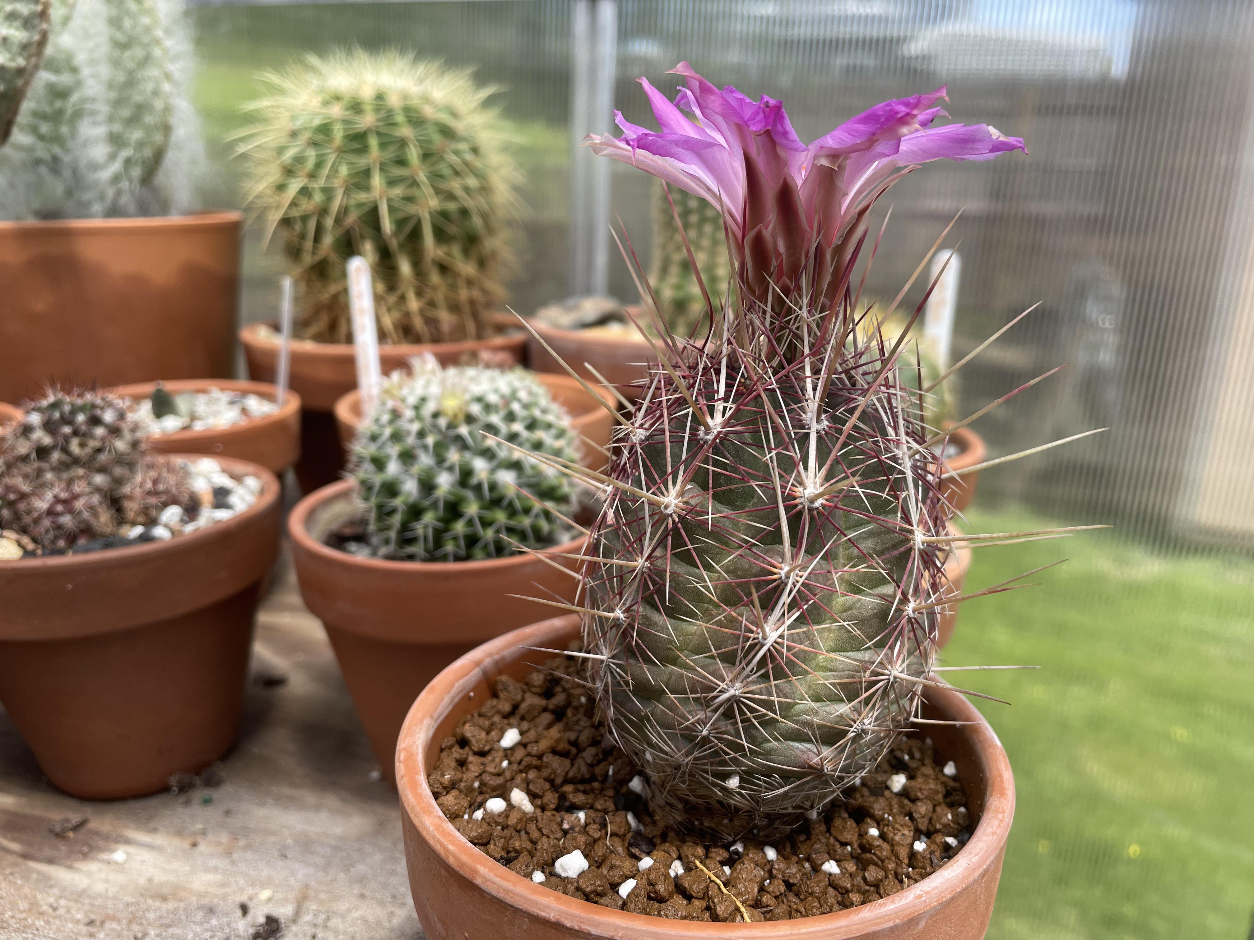 Thelocactus bicolor giving a show rcactus