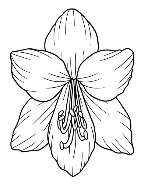 Potted easter lily stock photos pictures royalty