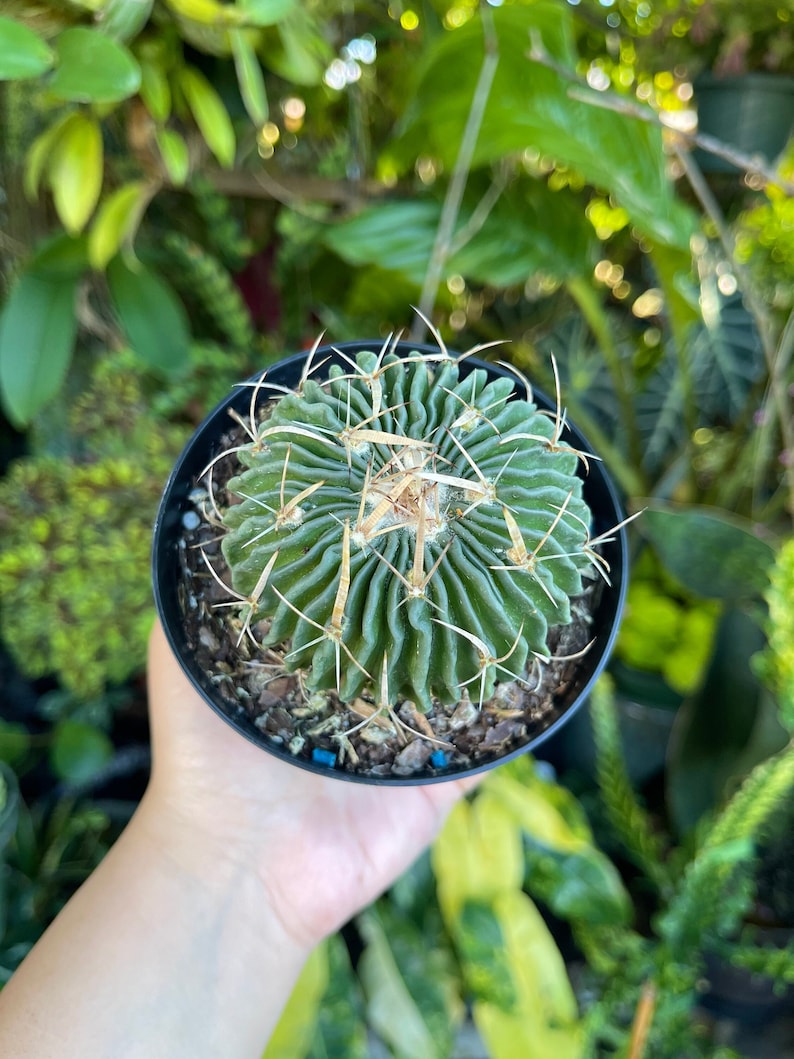Stenocactus crispatus brain cactus