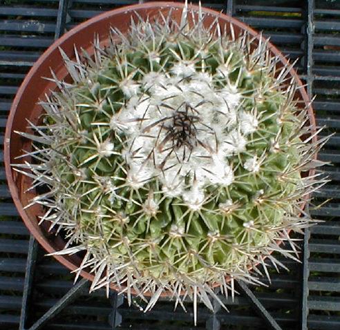 Stenocactus