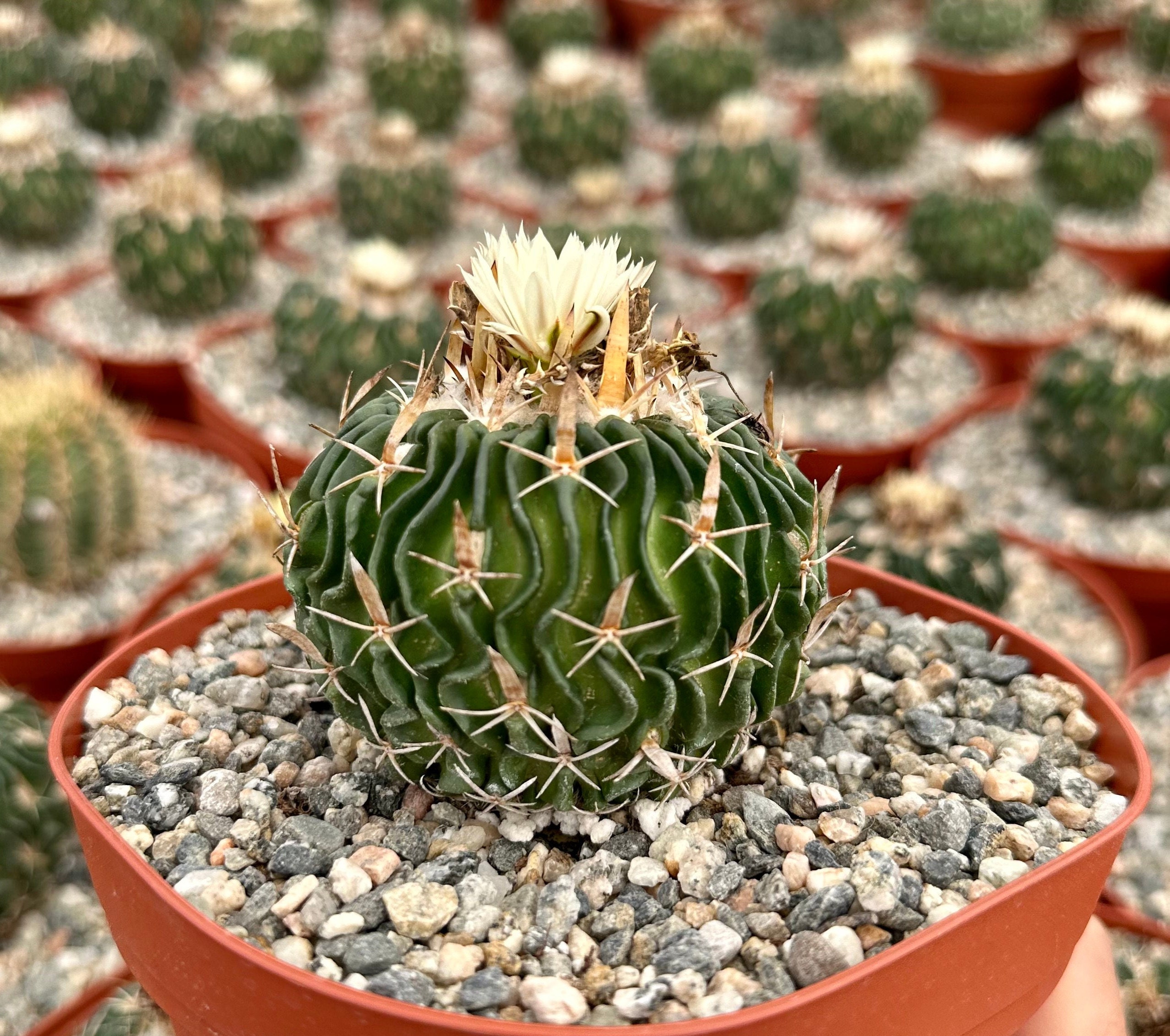 Stenocactus multicostatus brain cactus in pot