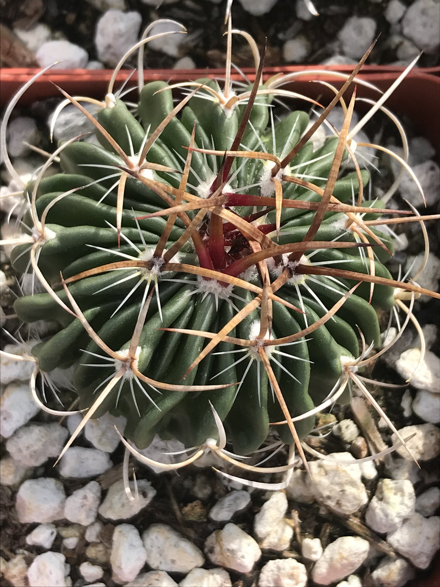 Botanical curiosities â spadefoot nursery