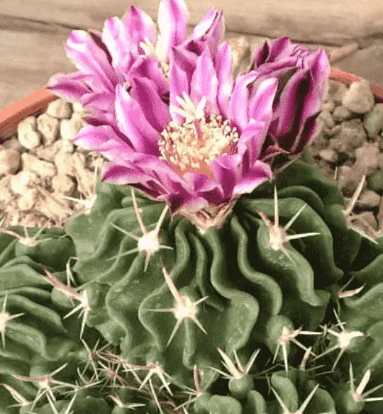 Stenocactus multicostatus brain cactus