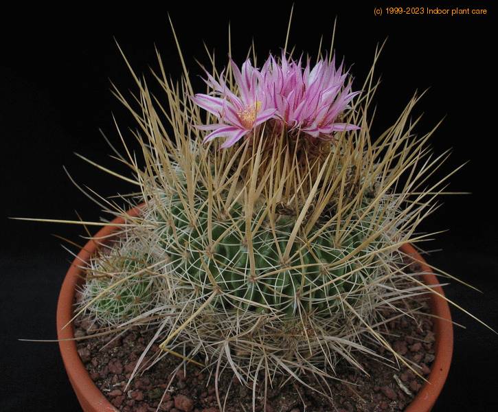 Echinofossulocactus kellerianus