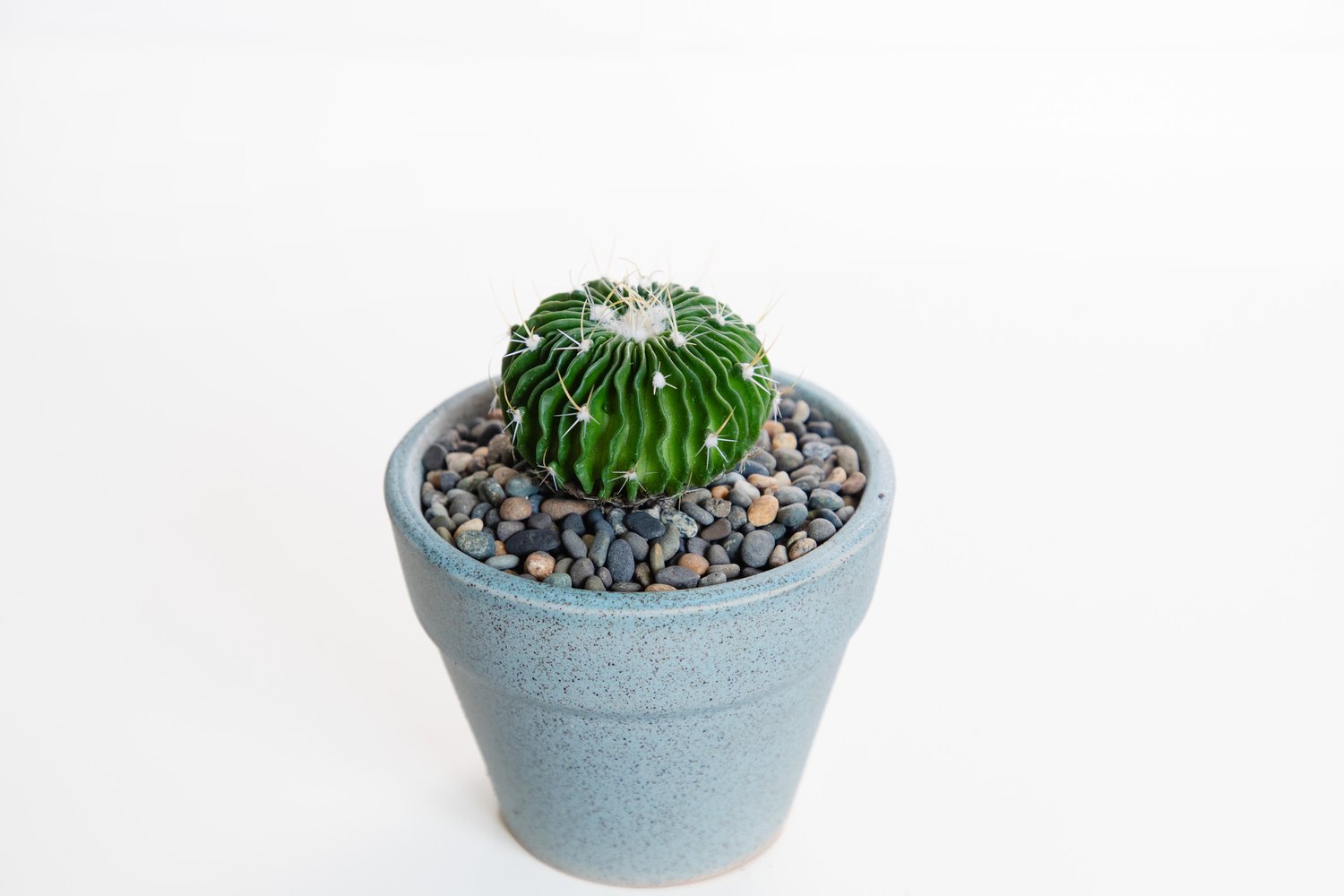 Buy plants cacti more online â jungle house