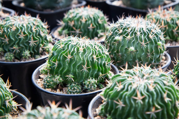 Planta de cactus free stock photos images and pictures of planta de cactus