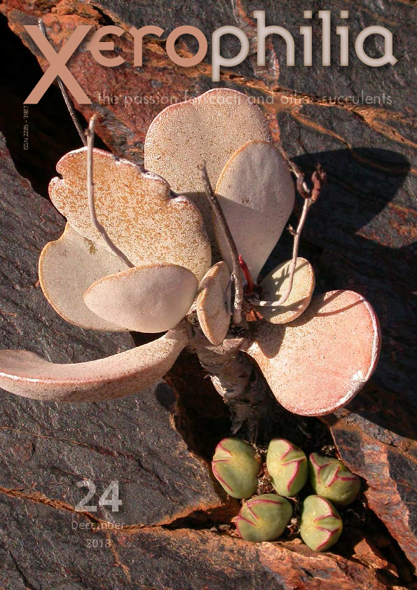 Pdf echinofossulocactus or stenocactus pedro nãjera