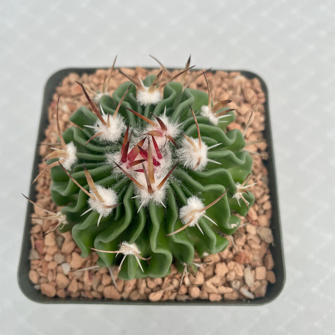 Echinofossulocactus multicostatus brain plant