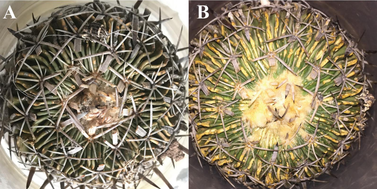 Effect of gerstaeckeria bifasciata gerstaecker coleoptera curculionidae cryptorhynchinae herbivory on a globose cactus in guanajuato mexico
