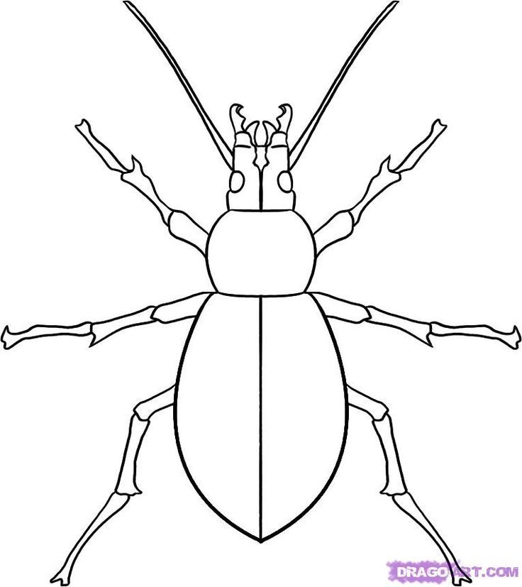How to draw a beetle step by step bugs animals free online animal drawings bugs drawing bug art