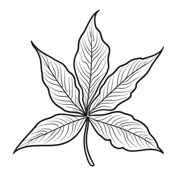 Weed leaf coloring page png transparent images free download vector files