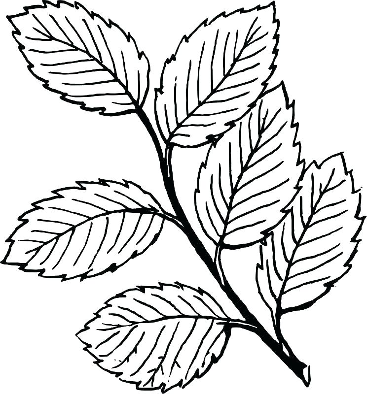 Coloring pages weed leaf coloring page