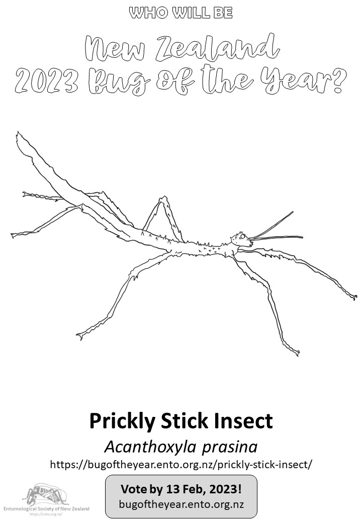 Prickly stick insect â new zealand bug of the year