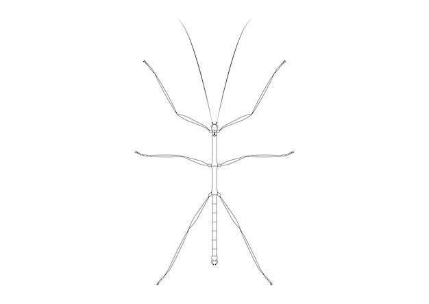 Premium vector black and white walkingstick clipart vector coloring page of a walkingstick