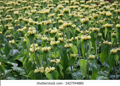 Sticky sage images stock photos d objects vectors