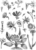 Vintage sage coloring page free printable coloring pages