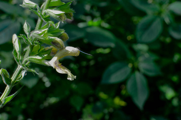 Sticky sage free stock photos images and pictures of sticky sage