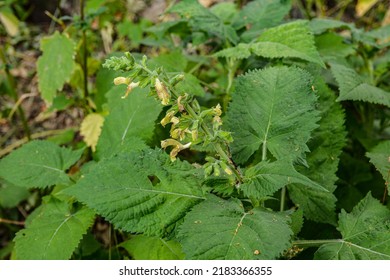 Sticky sage images stock photos d objects vectors