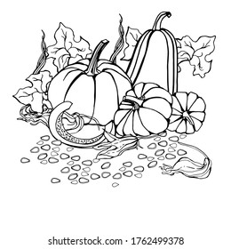 Still life pumpkin flower pumpkin seeds stock vector royalty free