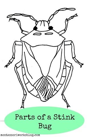 Discover the invasive brown marmorated stink bug