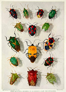 Color print stink bug insects bugs wildlife historical image aroc â period paper historic art llc