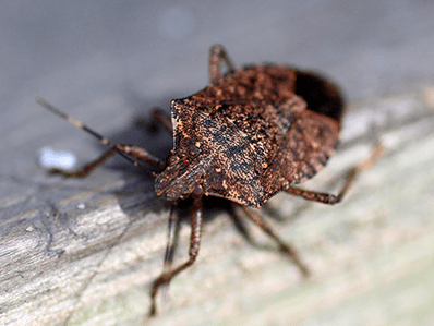 New jersey stink bug control services stink bug prevention